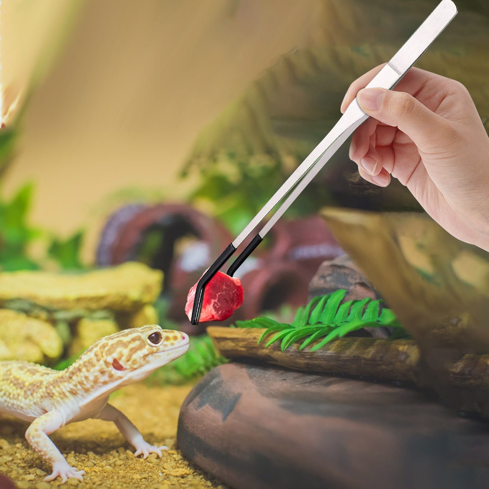 Feeding Tong Stainless - Pinces longues d'alimentation pour reptiles en
