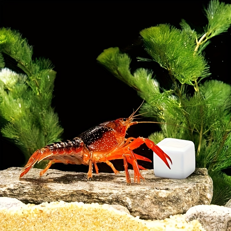 Bloc de Calcium pour Aquarium, - Calcium Powder Reptile avis et prix